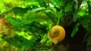 Didi you know ? Snails Can Be Your Tank’s Cleanup Crew!