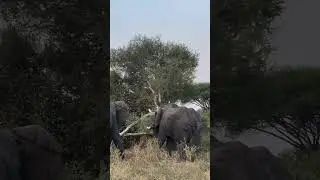 Incredible power of elephant 🐘🐘