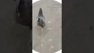 run
