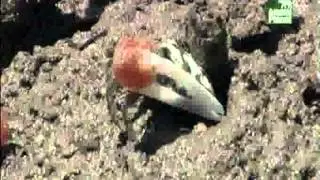 Animal Planet al Extremo - Extremidades