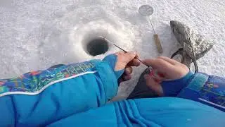 Ловля окуня зимой