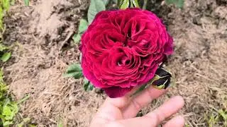 Rose Coco Loco. Marc Antoine Charpentier. Crown Princess Margaret. Rosesmol Elite Nursery.