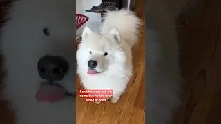 My dog takes after me. He’s food motivated! 😋 