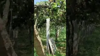 Grapes 🍇 cultivation | Kudligere | Educational world
