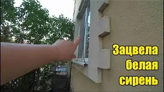 Белая краска. Рябина хорошо цветёт. Заезжали на покос. Запеканка с грушевым вареньем. Ефим купается.