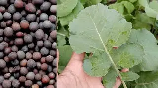 How to grow black mustard greens (karam) from seeds at home #mustard #leafygreens #karamsaag