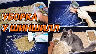 Уборка у шиншиллы в клетке. Как убирать у шиншиллы