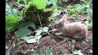 Homemade rabbit traps | How to make Rabbit traps