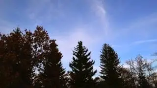 Friday tree time lapse
