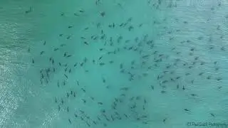 Hundreds of blacktip sharks spotted swimming near Florida beach
