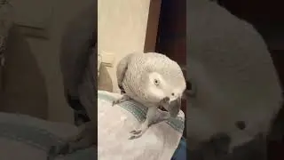 Попугай Гоша