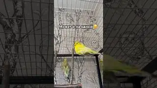 Танцует на потолке 🤣 #parrots #birds #music