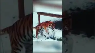 #shorts Большие кошки   тигры тоже любят играть с клубочком