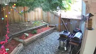Bird Feeder Time-lapse