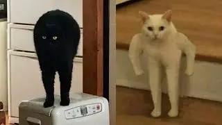 CATS ARE AMAZING