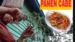 #ruangmamaluthfi #panencabe PANEN CABE