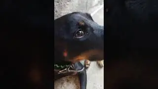 пëс Джони#класс#собака#лайки#ягдтерьер