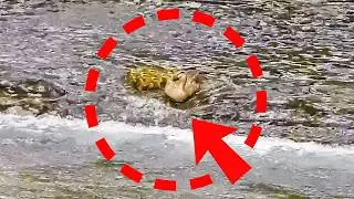 Mother duck bravely raises her scared babies