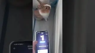 i'm pranked my rabbit prank sound