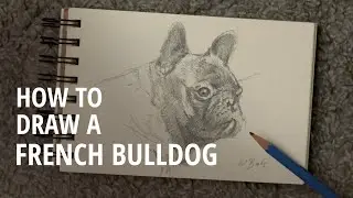 How to draw a FRENCH BULLDOG