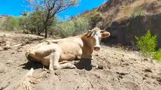 Vacas en realidad virtual | VR experience 