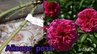 Обзор посылки из питомника 