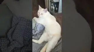 как думаете стыдно? #кот