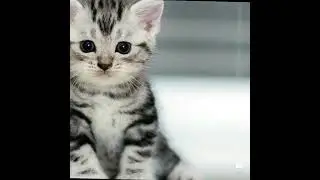 tatlı ve minik hayvanlar 2