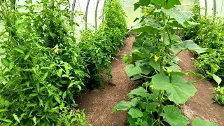 🥒ЧТО В ТЕПЛИЦЕ НА 23 ИЮНЯ. КУДА Я ПРОПАЛА