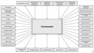11.25.4 Подробное разъяснение. Гиппокамп. Часть четвертая