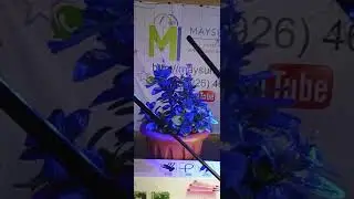 Фитосветильник 6Вт гибкий на Прищепке 41902 Ферон, два режима