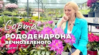 Рододендроны вечнозеленые в Ромашкино Парк