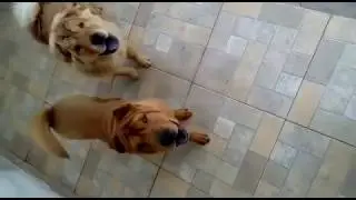 Sharpei e Chow ChoW