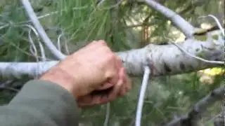 חבורת פולריס בשרות קק"ל, פינוי צירים ביער ברעם 3