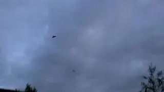 Bats in my belfry