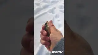 #ёрш