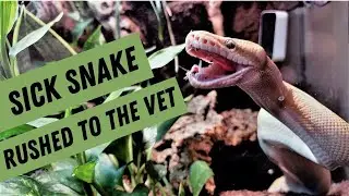 Sick Ball Python! The Inspector has an RI (respiratory infection). Rushing him to the vet!