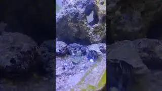 Hermit Crab on Diet