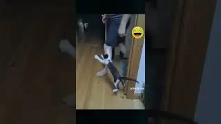 Смешное видео кошки 