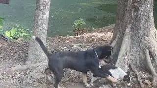 Funny Dog!