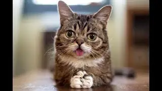 ТОП 5 СТРАННЫХ КОТОВ - ИНТЕРНЕТ ЗВЁЗД