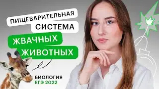 Пищеварительная система жвачных животных | Биология с Альбиной Амировой