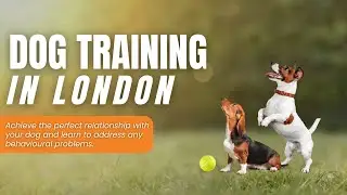 Dog Training in London - Dog Behavioural Consultations London, UK | Dog Training Near me