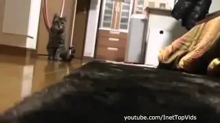 Смешные кошки  Подборка