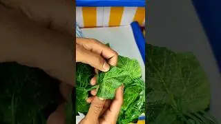 Artificial money plant unboxing | Money plant