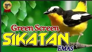Terapi Vokal..!BURUNG KICAU