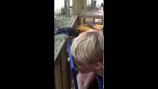 Sawyer and the blue jay hanging out..,