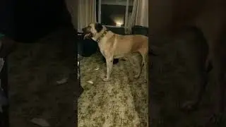 Wolf collar on a Kangal
