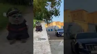 кот полицейский