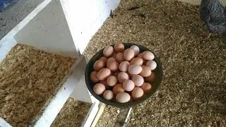 Chicken Egg Collecting